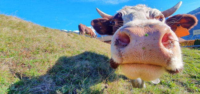 Gros plan de vache