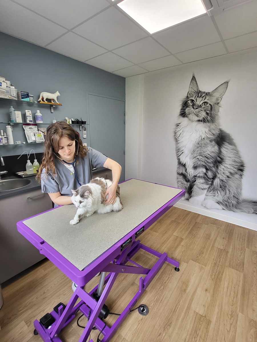 Clinique vétérinaire VETOThônes - Consultation chat