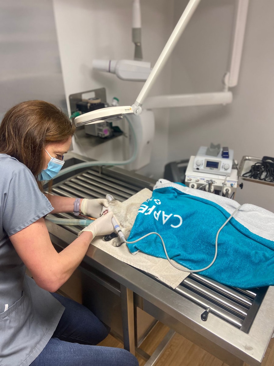 Clinique vétérinaire VETOThônes - Détartrage