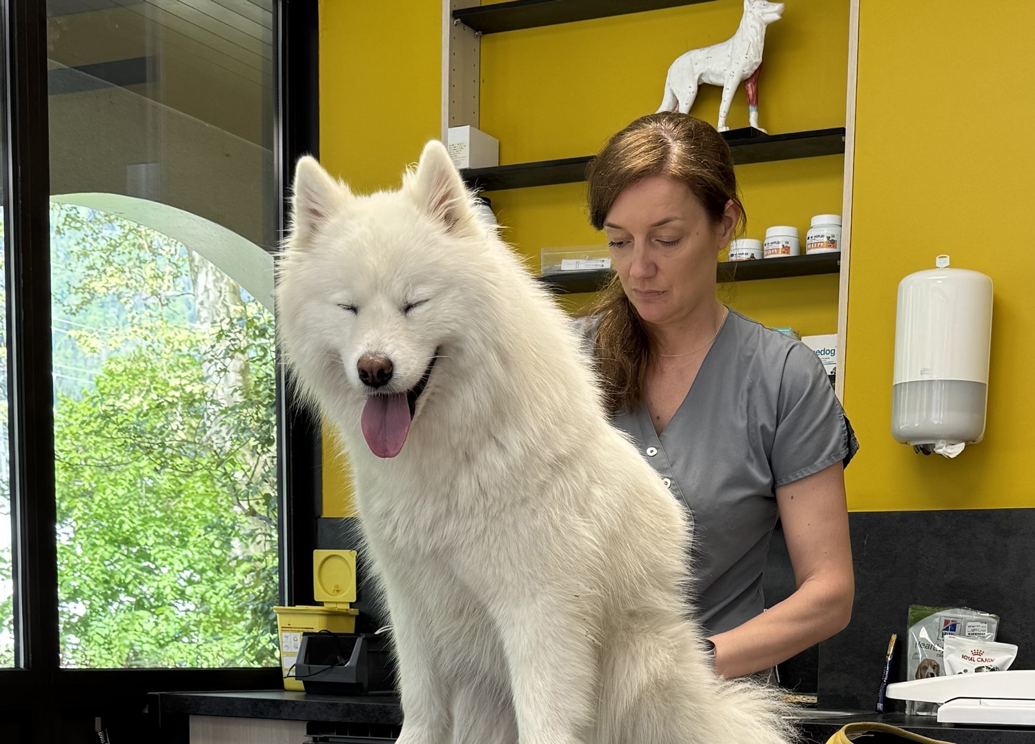Ostéopathie chien